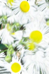 The Four Seasons